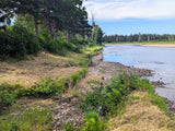 Day Rental Summer Cabin ($60. <=6 people, 1-5pm)