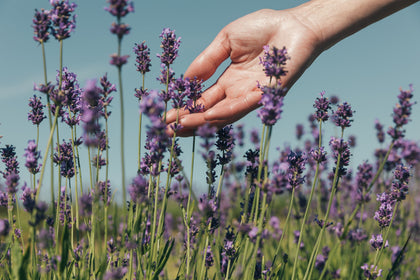 Specialty Lavender Products